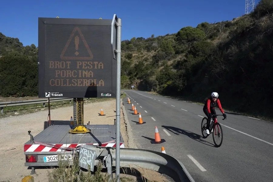 España | Un millar de efectivos vigilan un radio de 20 km para frenar la peste porcina africana