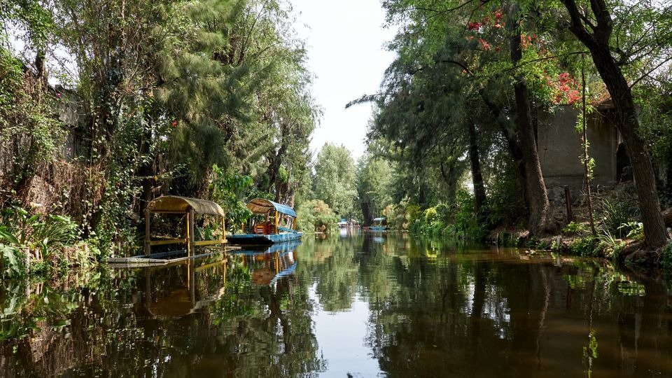 El proyecto Modelo Chinampa-Refugio, impulsado por ecólogos, economistas y chinamperos locales, no busca solo conservar, sino reactivar un ecosistema milenarioDavid Espejo