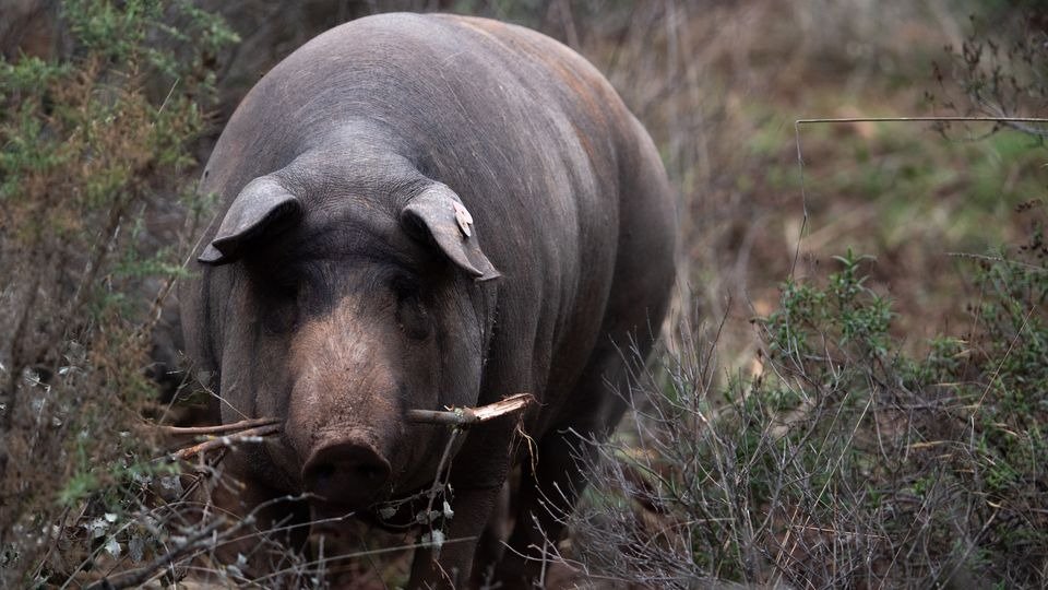 Sanidad Animal | Claves para entender el brote de peste porcina africana en España y su impacto global