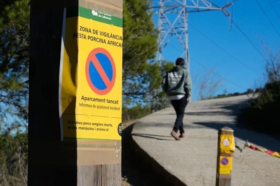 España | El análisis genético del virus de la peste porcina permitirá aclarar su origen, según un experto