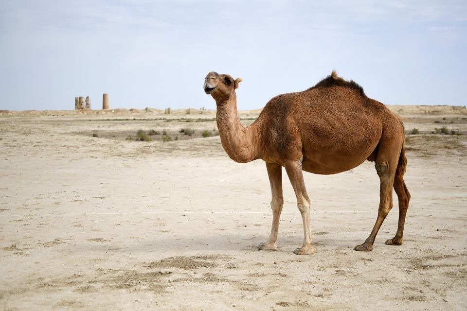 Camello embarazado. Fotografía: anjci ©; Getty Images