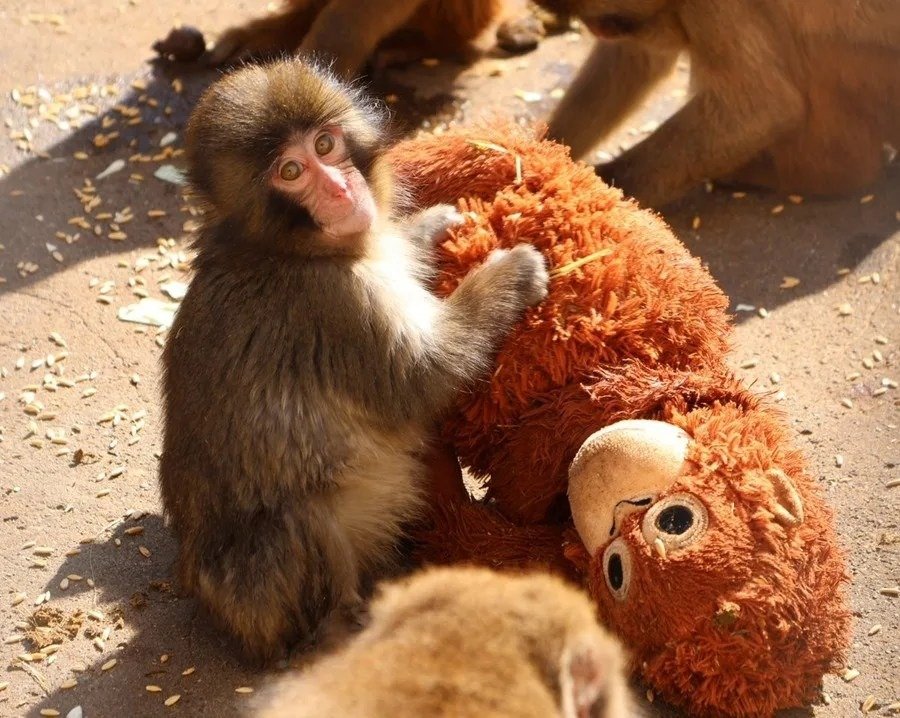 Japón | Macaco huérfano conquista redes y visitantes con su peluche madre